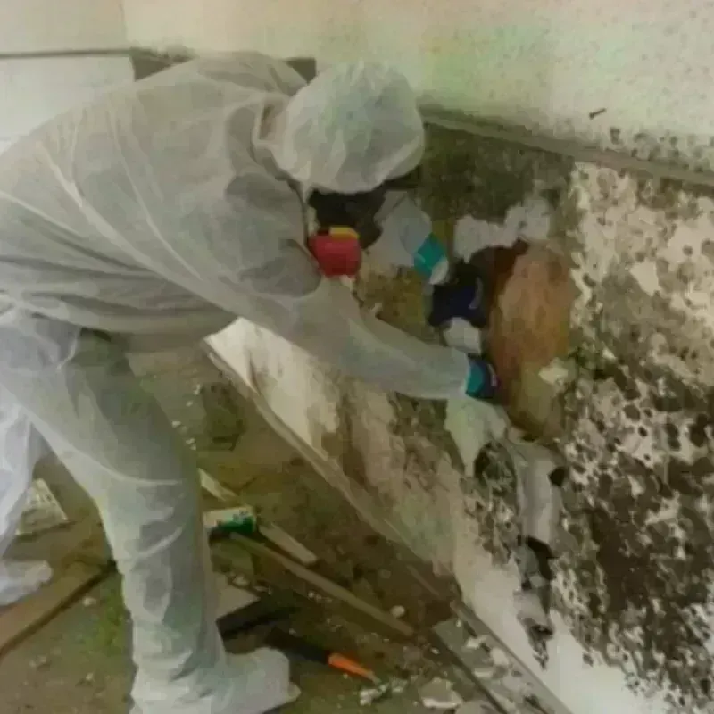 Mold Remediation and Removal in Dupo, IL